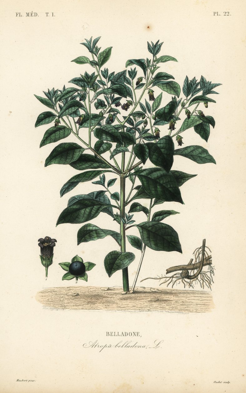 Deadly nightshade, Atropa belladonna, Belladone by Unbekannt