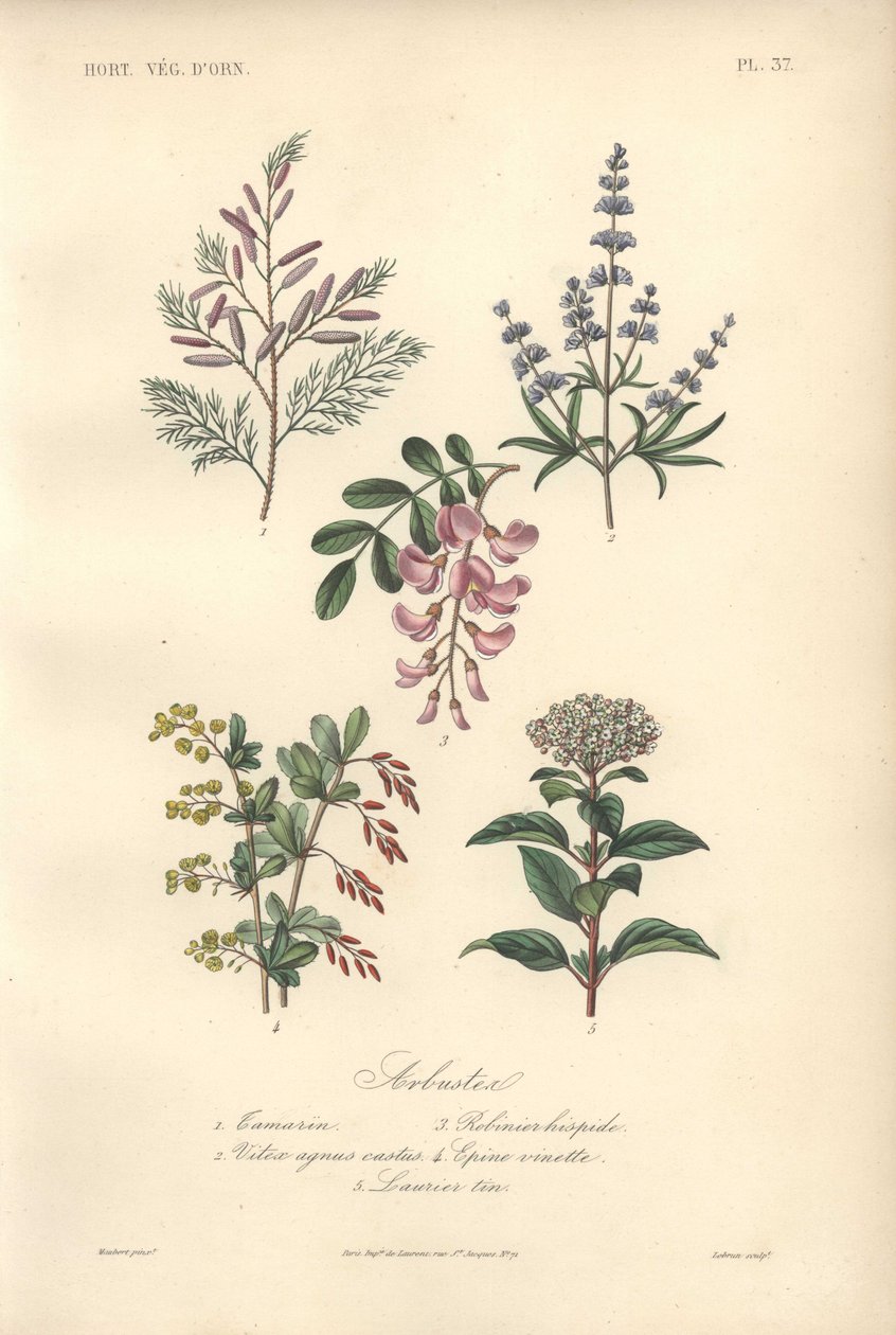 Decorative Botanical Print with Tamarind, Locust Tree, Chaste Tree, Barberry and Viburnum by Unbekannter Künstler