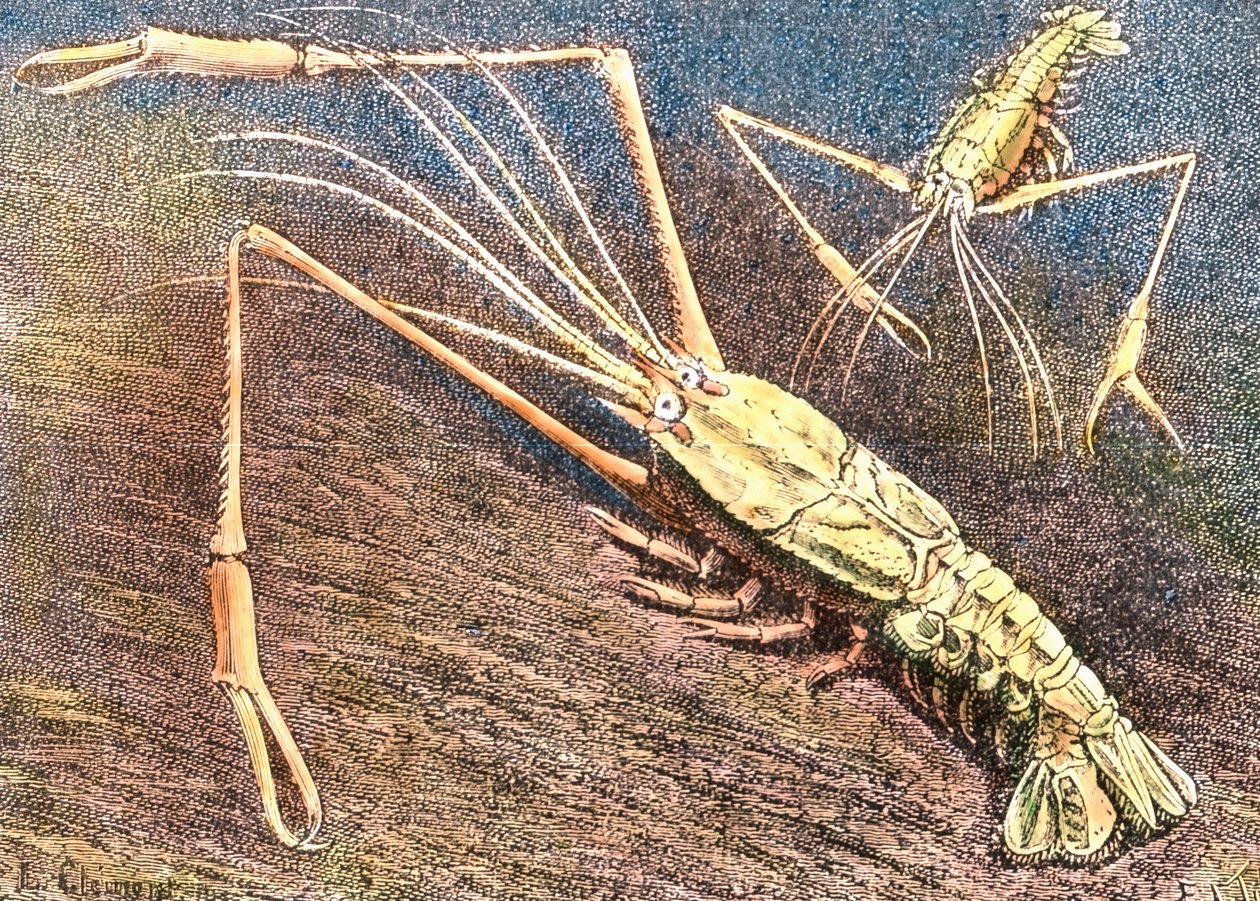 Deepwater Prawn by Unbekannter Künstler