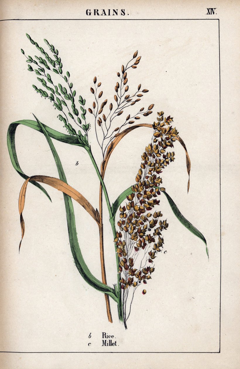 Description of cereal: rice and millet. From Recueil d