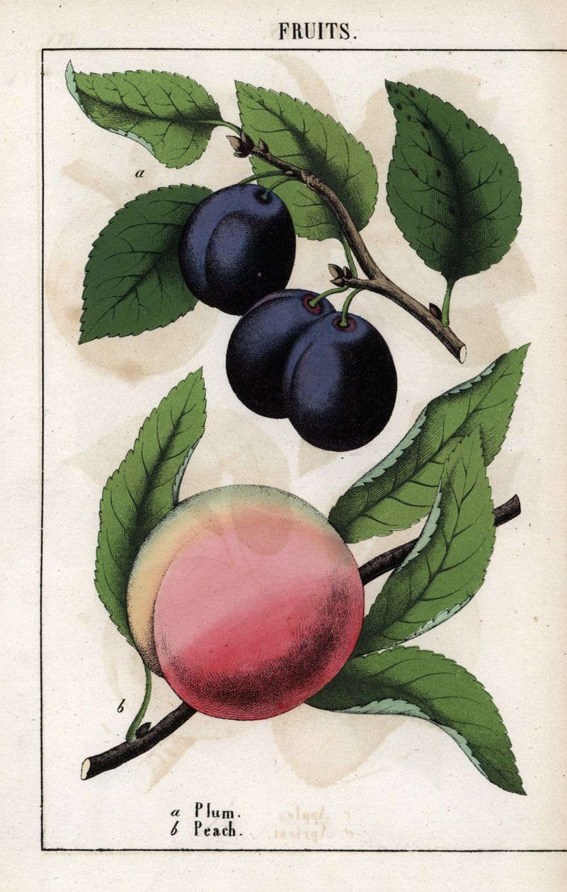 Description of fruits: blue plum and peach by Unbekannter Künstler