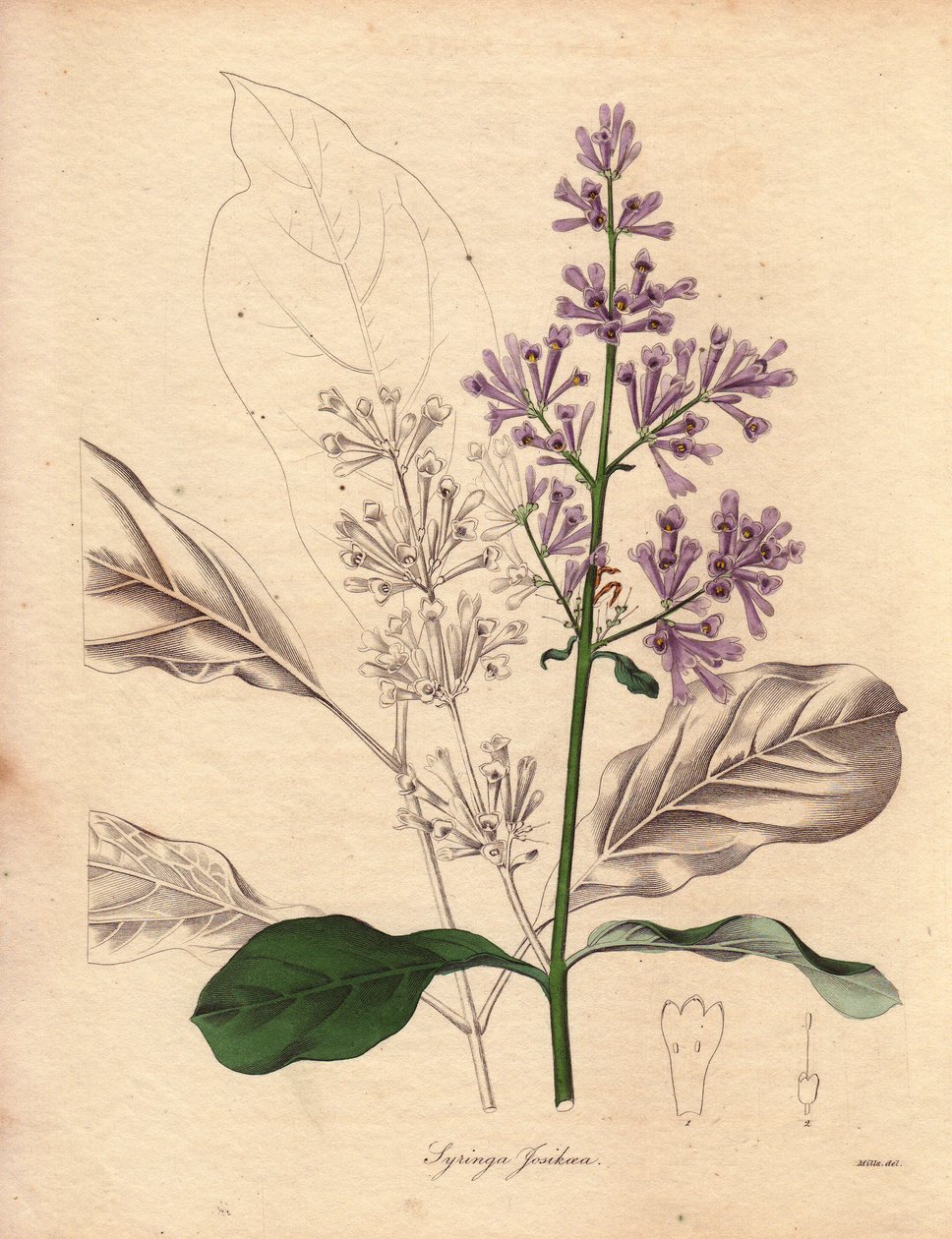 Description of the Hungarian Lilac (Syringa josikaea), native to central and eastern Europe. Illustration in The Botanist, series by Benjamin Maund by Unbekannter Künstler