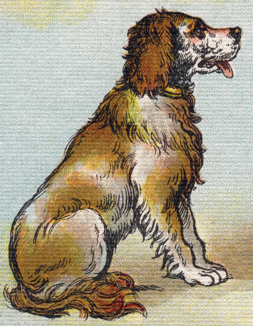 Dog by Unbekannt