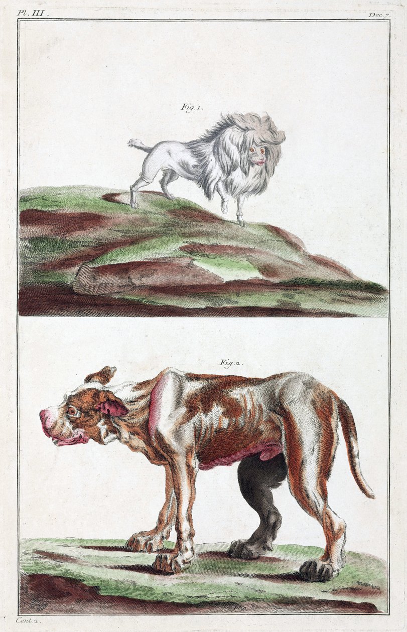 Dogs by Unbekannt