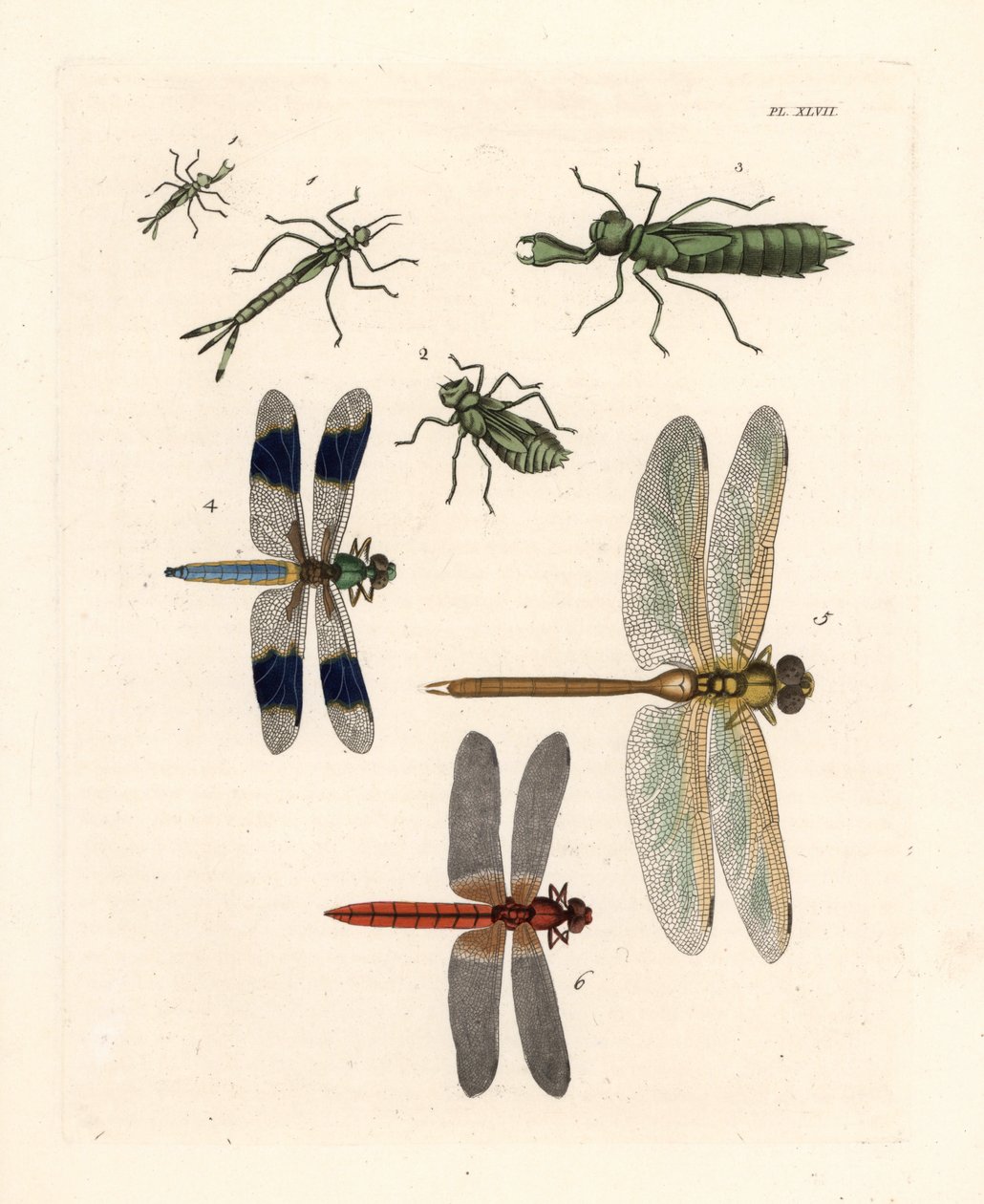 Dragonfly larval forms, common whitetail dragonfly, green darner, and scarlet skimmer or crimson darter by Unbekannter Künstler