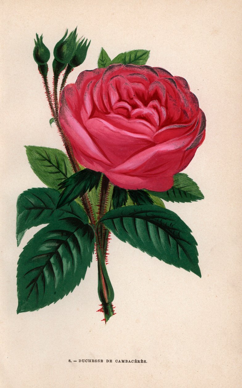 Duchesse de Cambaceres Rose, Hybrid Variety Raised by Monsieur Fontaine of Chatillon in 1854. Chromolithograph Drawn and Lithographed After Nature by F. Grobon from Hippolyte Jamain and Eugene Forney