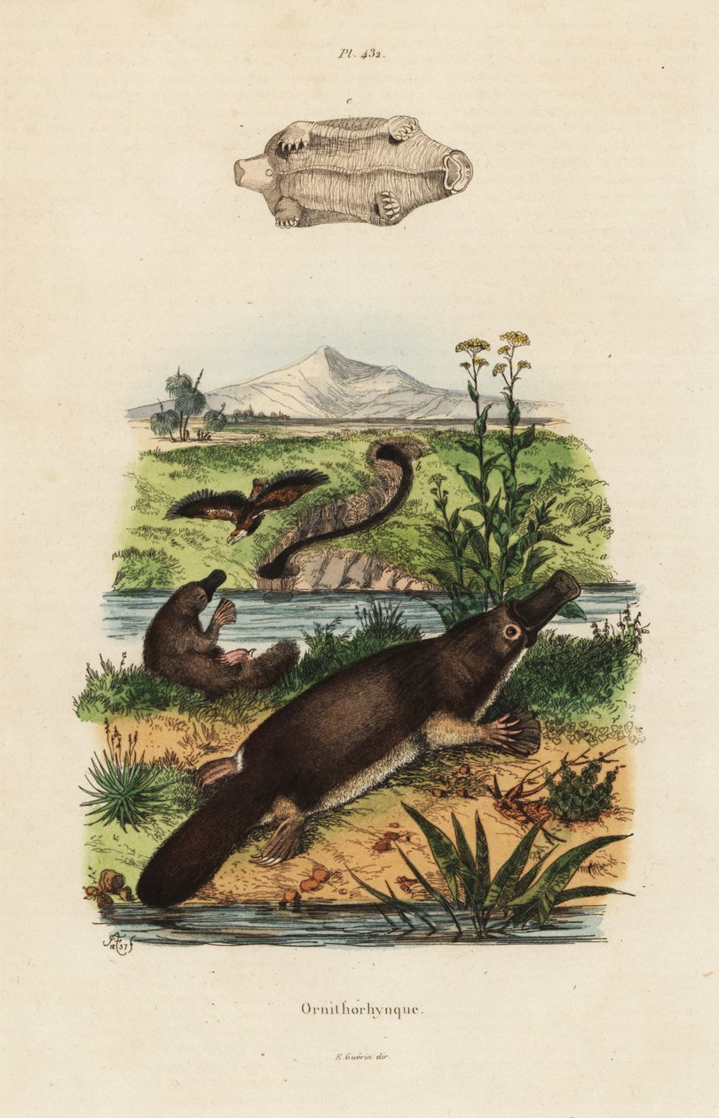 Duck-billed platypus by Unbekannt
