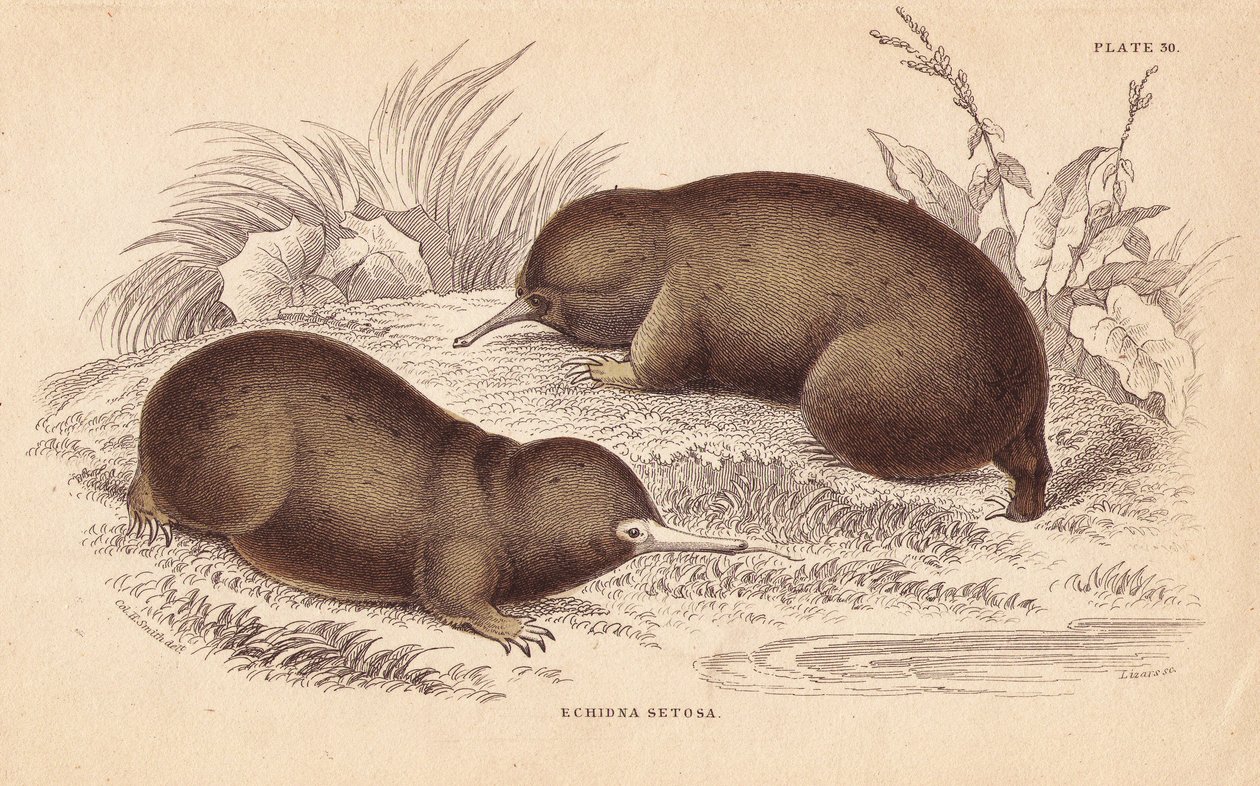 Echidna or Spiny Anteater, Tachyglossus aculeatus (Echidna setosa) by Unbekannter Künstler