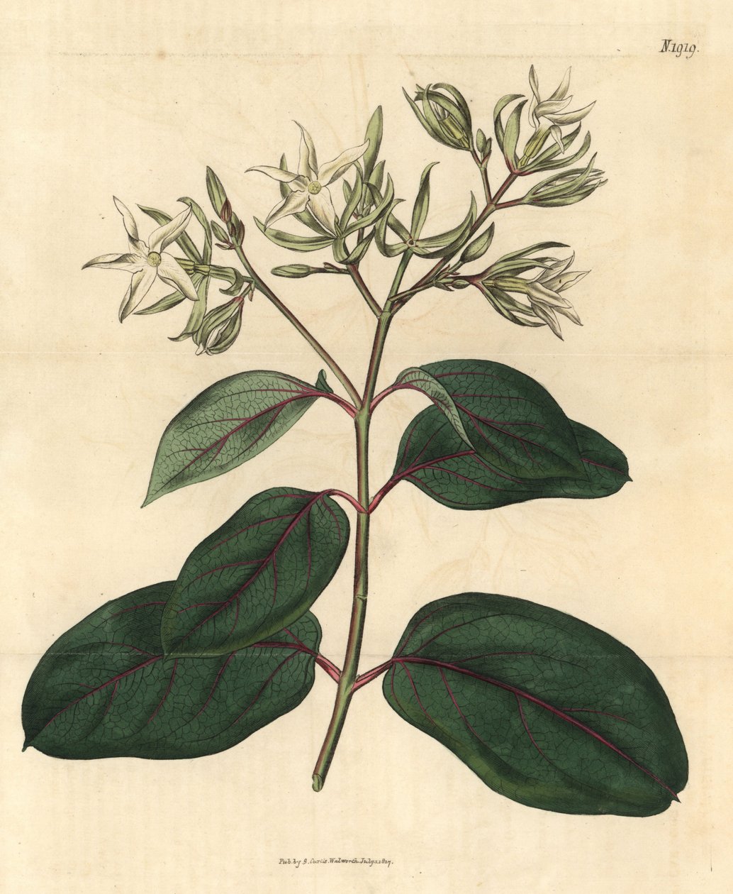 Echite - Kamettia Caryophyllata (Clove-Scented Echites) by Unbekannter Künstler