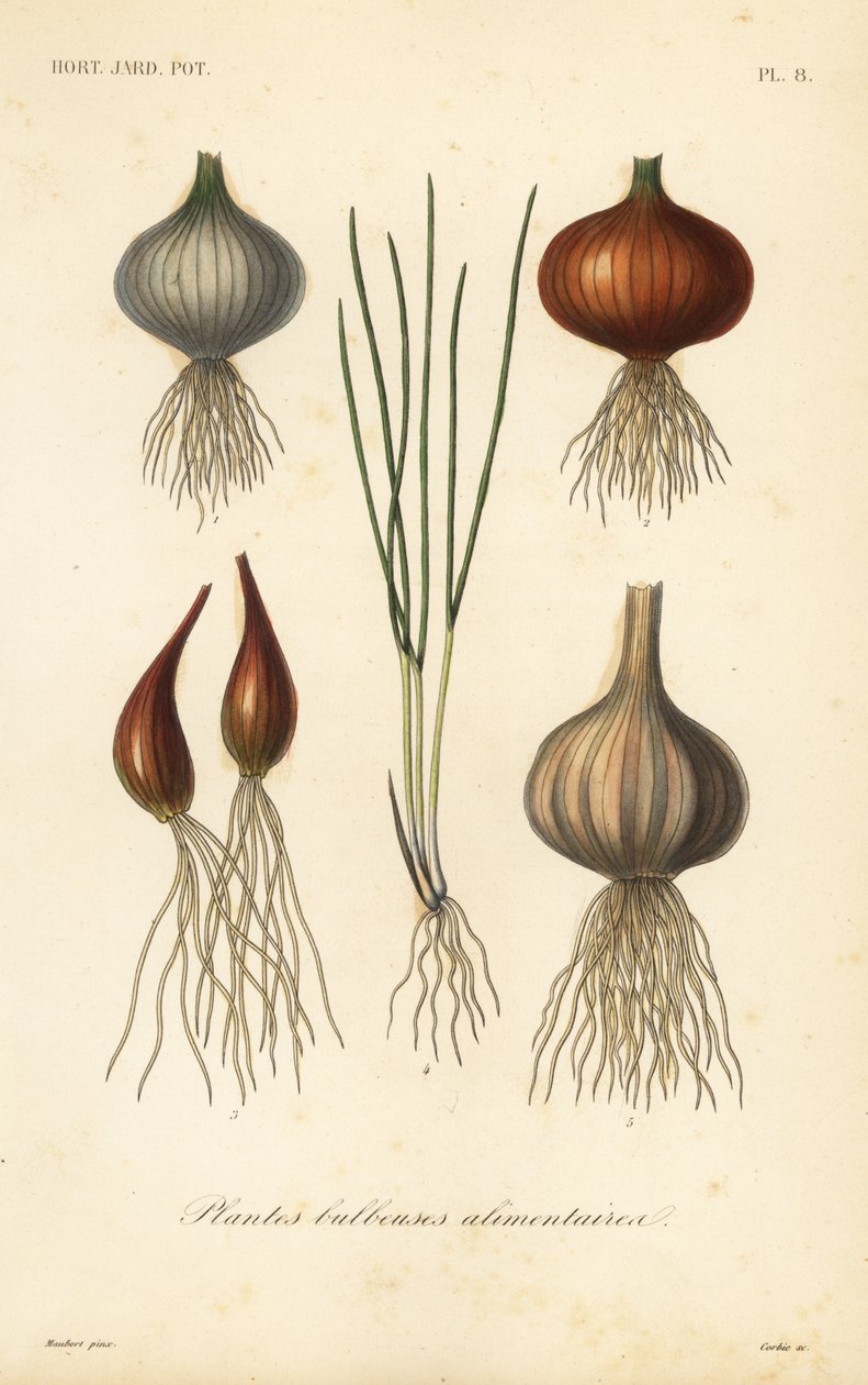 Edible bulbous plants by Unbekannt