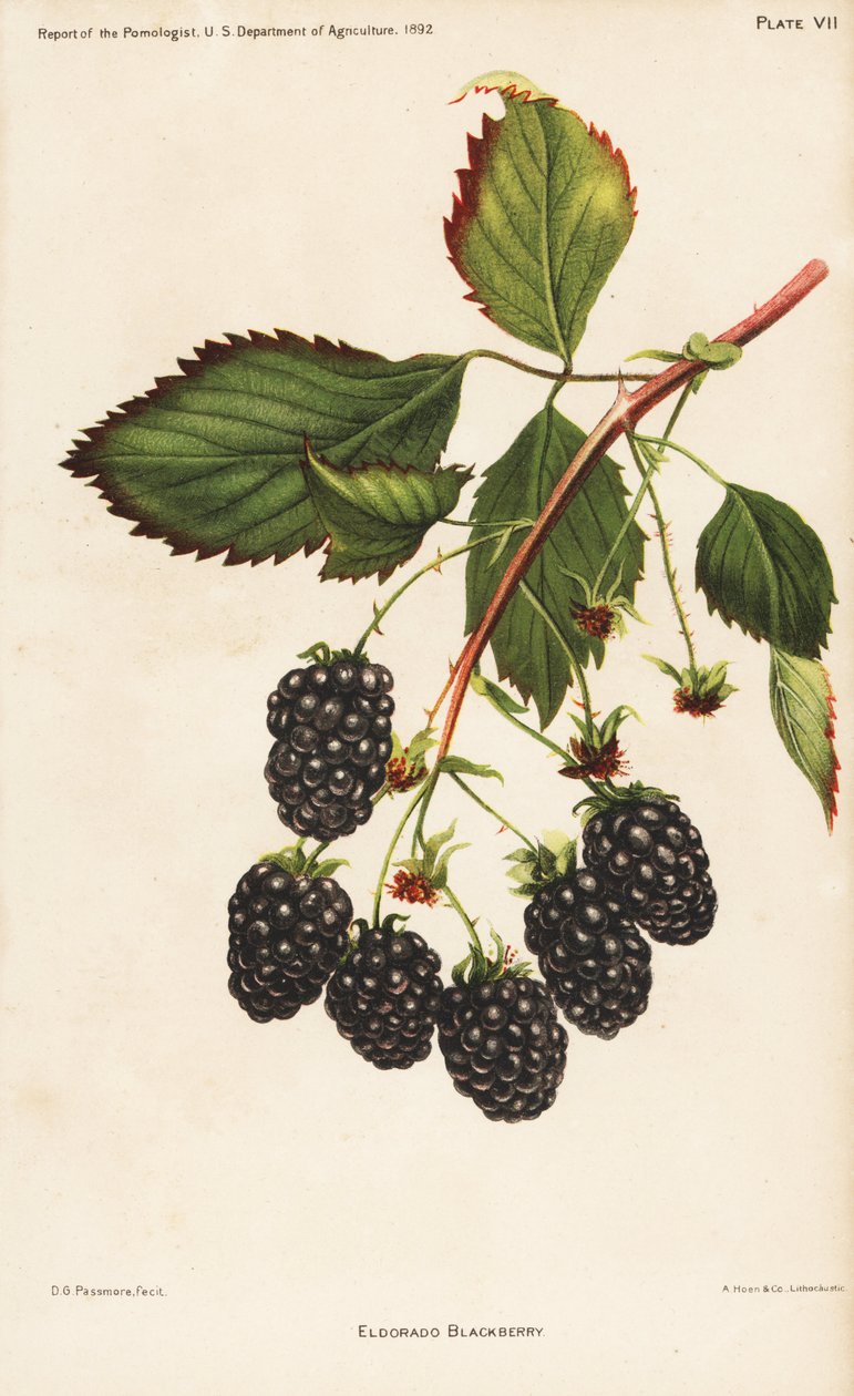 Eldorado blackberry, Rubus fruticosus by Unbekannter Künstler
