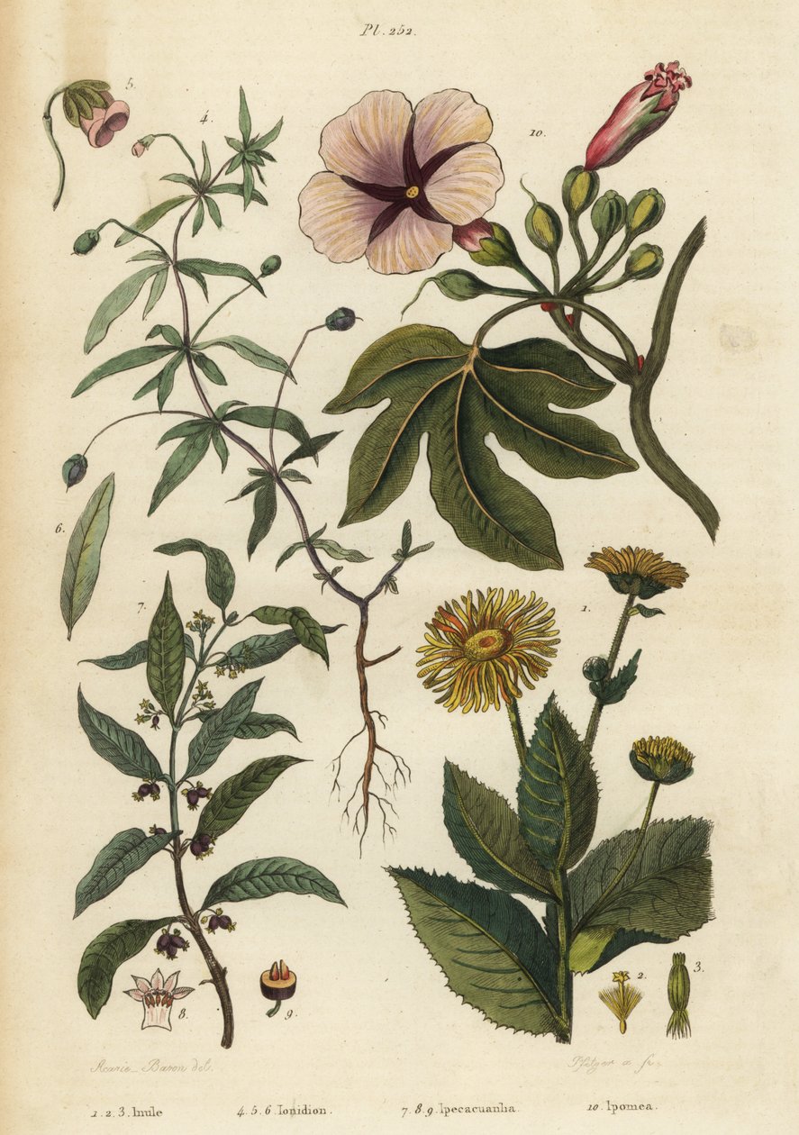 Elecampane, green violet, ipecacuanha, and morning glory by Unbekannt