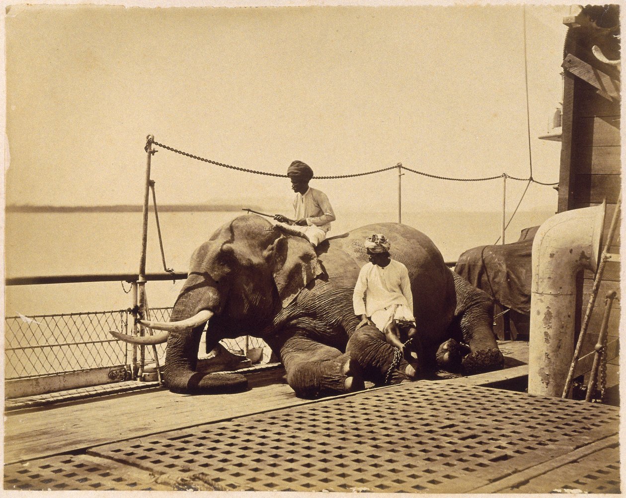 Elephant on the deck of a ship, Penang, Malaya by Unbekannt
