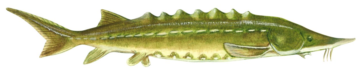 Atlantic sturgeon (Acipenser oxyrinchus) by Unbekannter Künstler