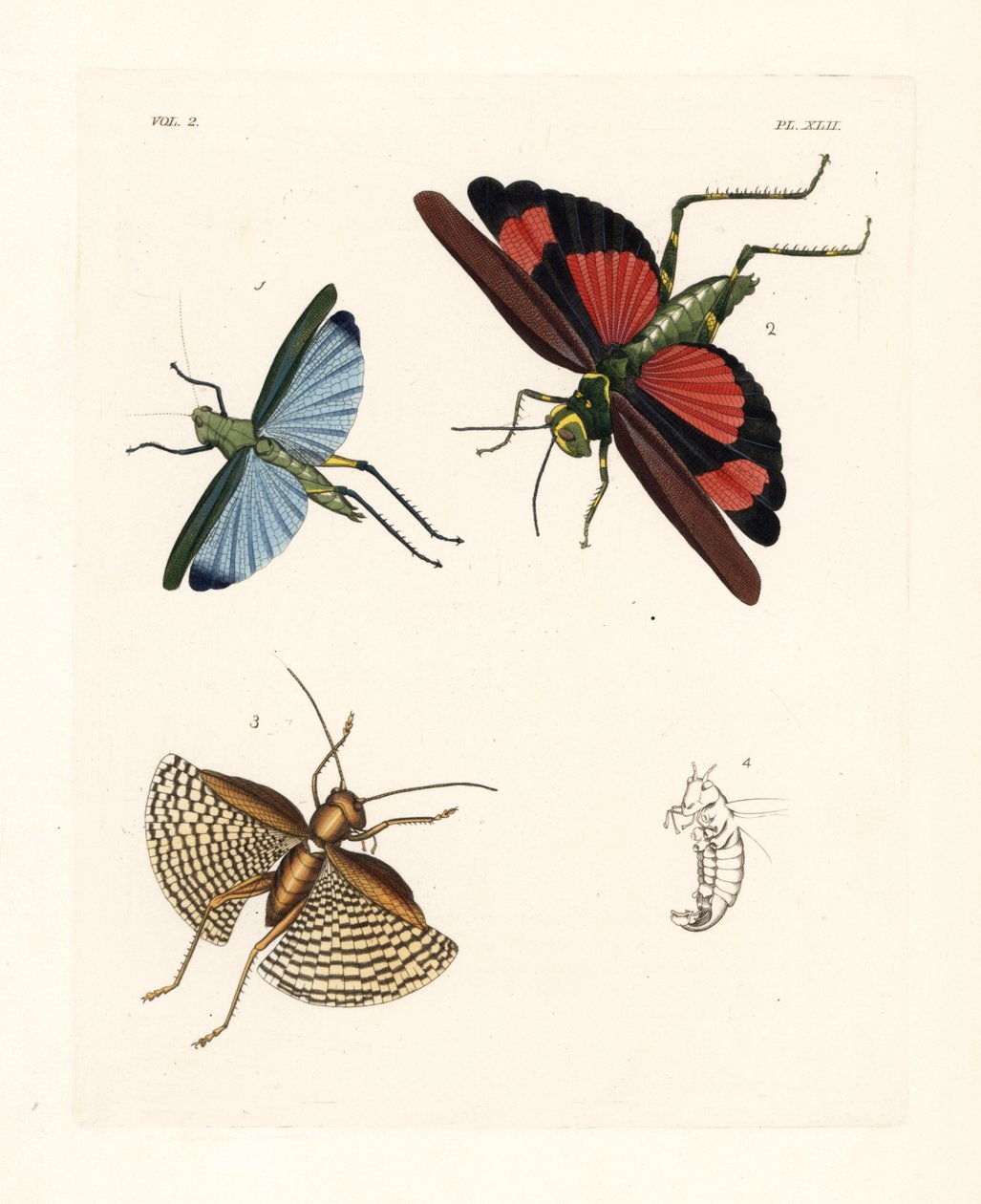 Eupropacris coeruleus grasshopper, Chromacris miles, and Gryllacris tessellata by Unbekannter Künstler