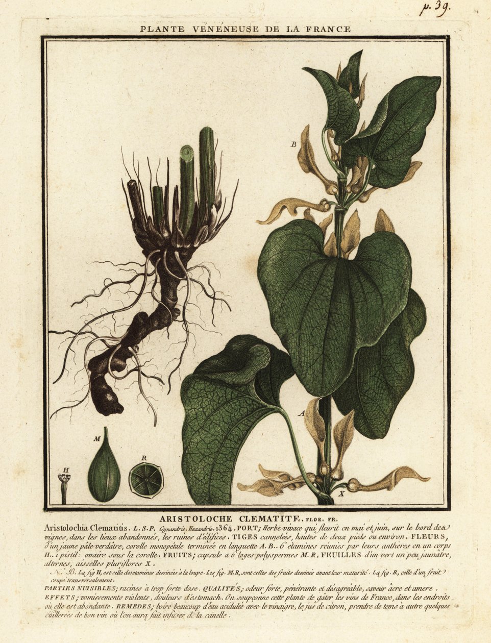 European Birthwort, Aristolochia Clematitis by Unbekannter Künstler