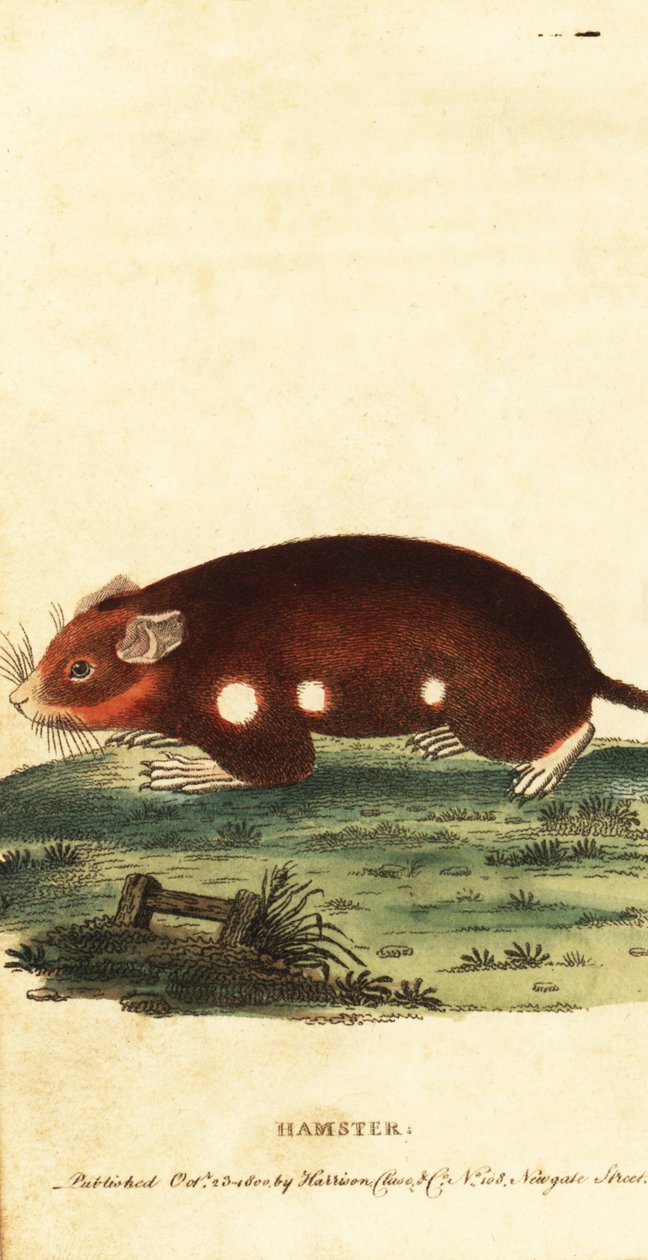 European Hamster, Cricetus cricetus (engraving) by Unbekannter Künstler
