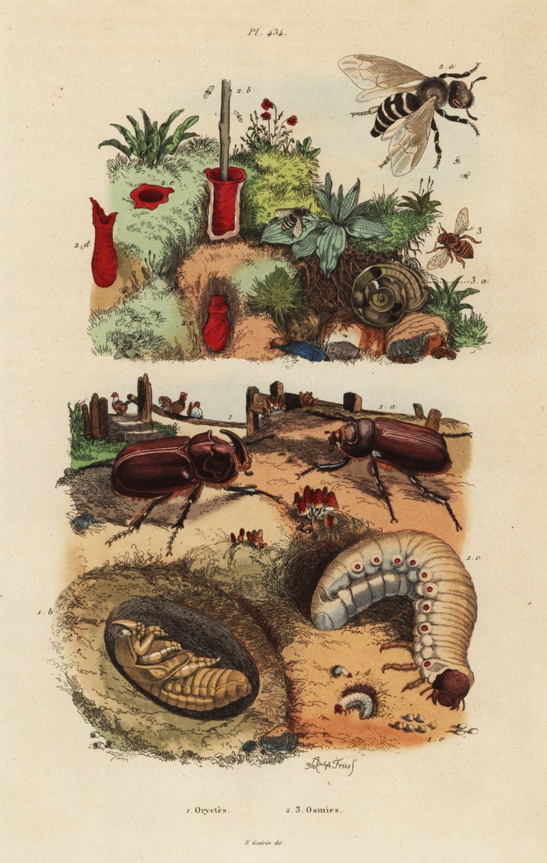 European rhinoceros beetle, Oryctes nasicornis, pupa and larva, European orchard bee, Osmia cornuta, and nest by Unbekannt