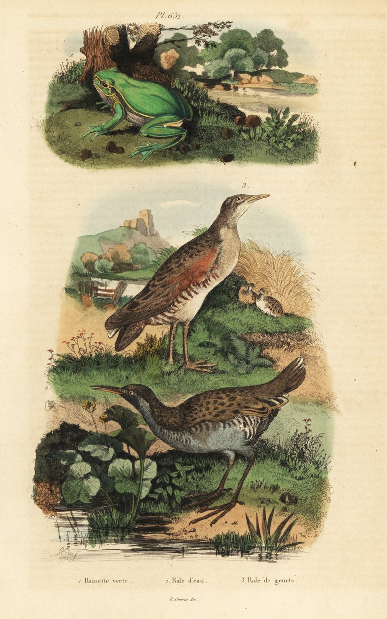 European Tree Frog, Hyla Arborea, Water Rail, Rallus Aquaticus, and Corn Crake or Landrail, Crex Crex by Unbekannt