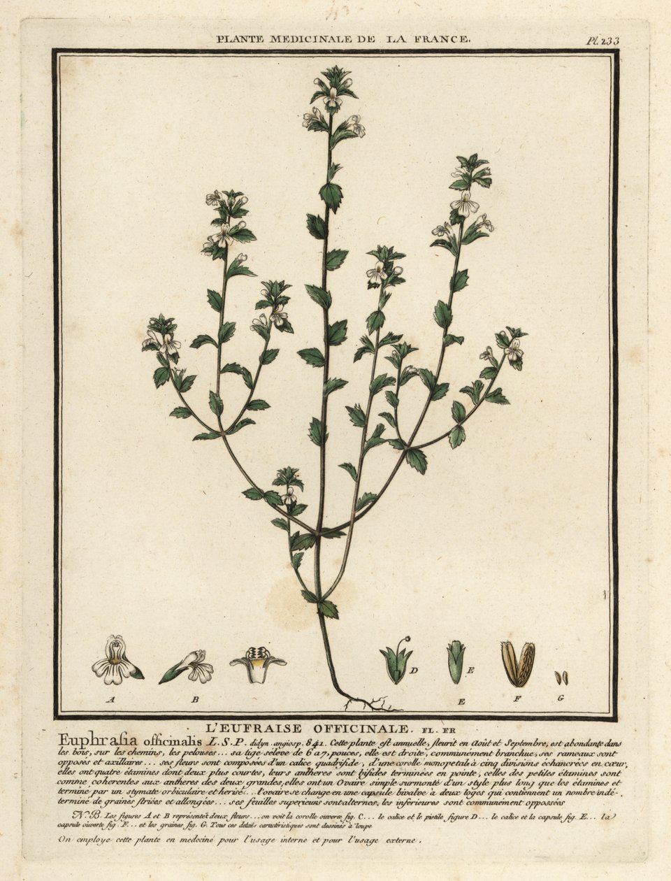 Eyebright, Euphrasia Rostkoviana by Unbekannter Künstler