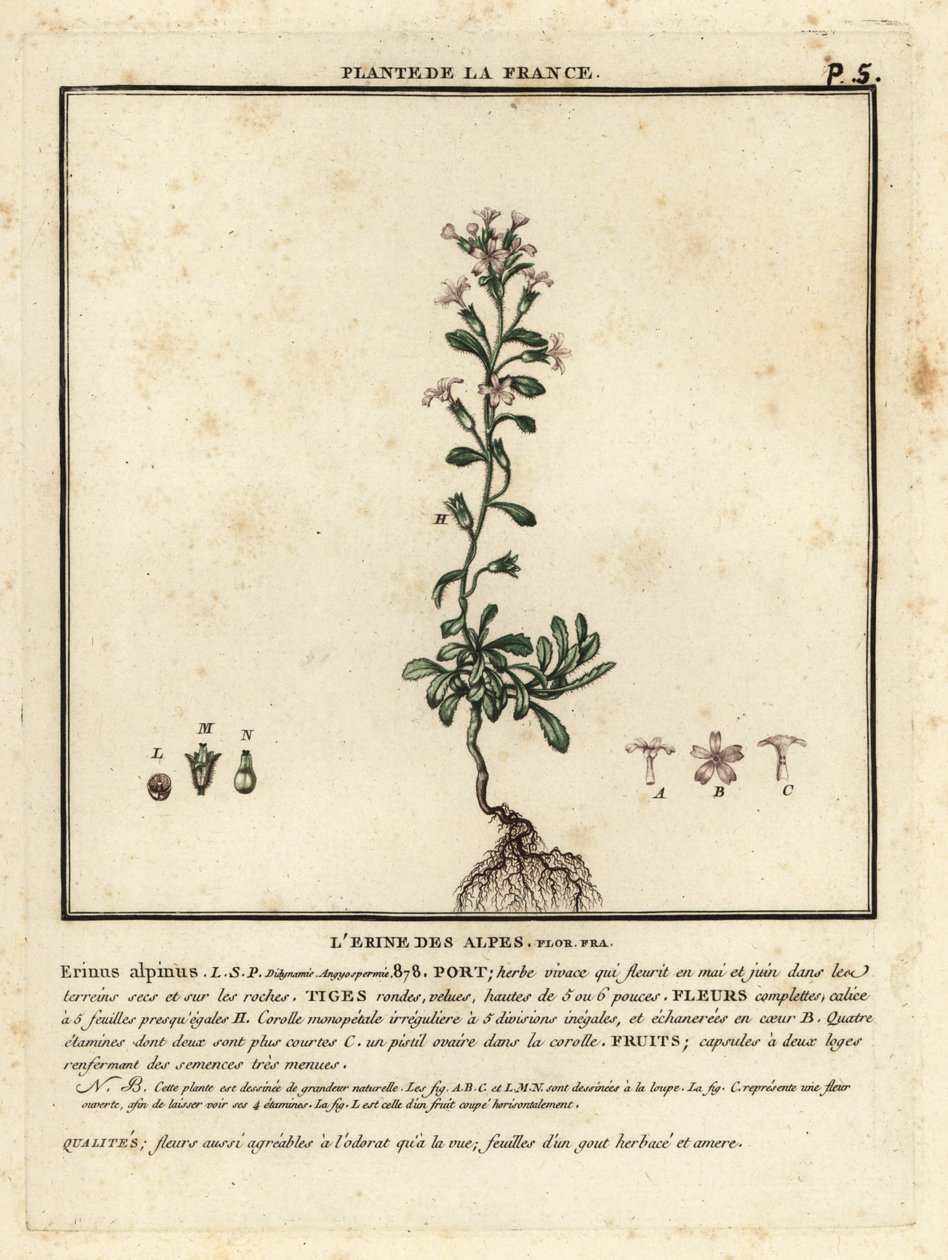 Fairy foxglove, Erinus alpinus by Unbekannter Künstler
