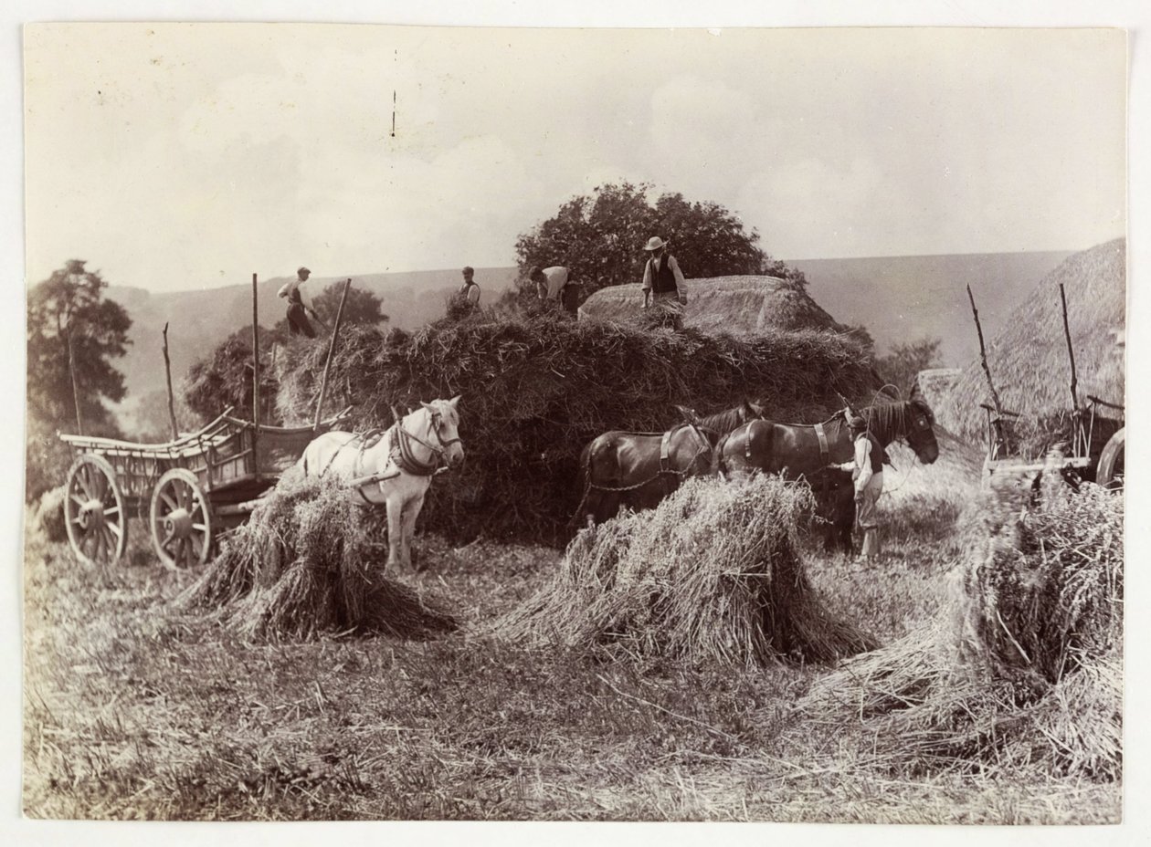 Farming Scenes, Harvesting & Storage, Pre-1900 Harvest, c 1890 by Unbekannt
