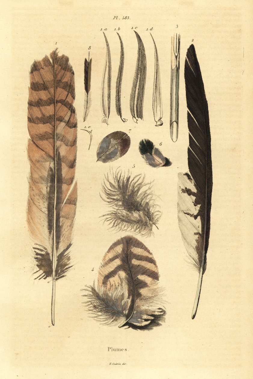 Feathers, plumes, bird anatomy by Unbekannt