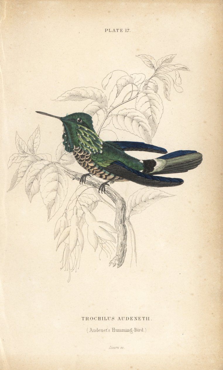 Festive Coquette, Lophornis Chalybeus. Handcoloured Steel Engraving by William Lizars from Sir William Jardine