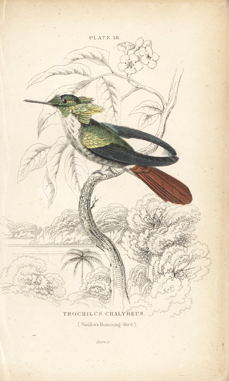 Festive Coquette, Lophornis Chalybeus. Handcoloured Steel Engraving by William Lizars from Sir William Jardine