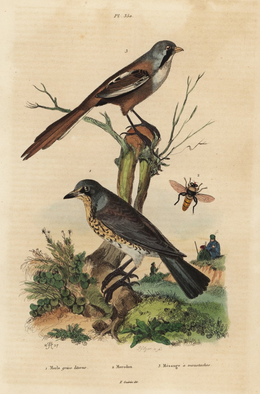 Fieldfare, Turdus pilaris, and bearded reedling, Panurus biarmicus by Unbekannt