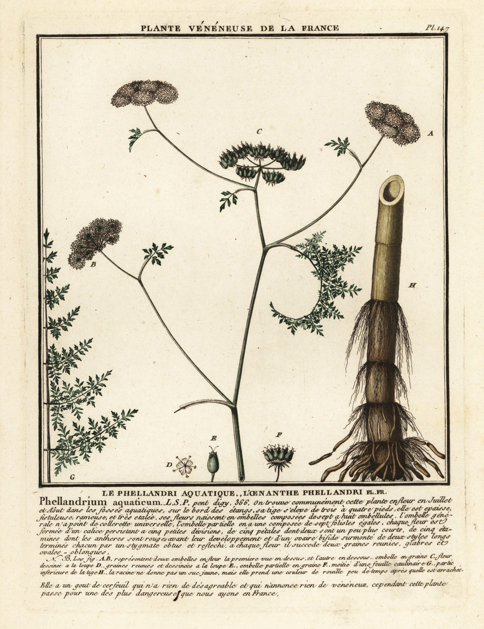 Fineleaf Water Dropwort, Oenanthe Aquatica by Unbekannter Künstler