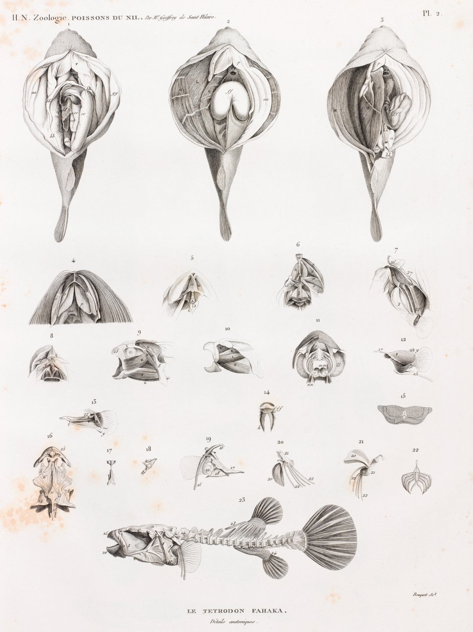 Fish: Tetrodon, Anatomy by Unbekannt