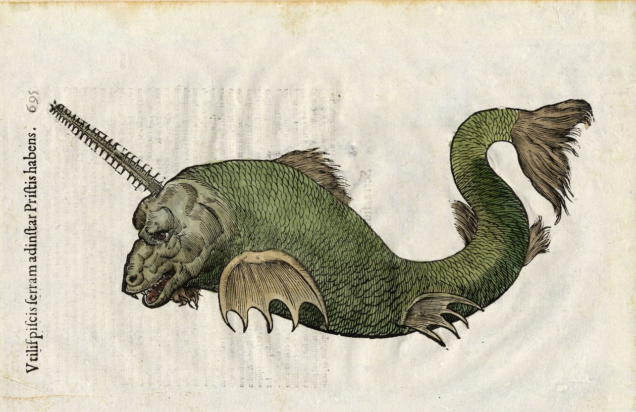Fish saw (Pristis) in Ulyssis Aldrouandi... De piscibus libri V et de cetis lib. vnus by Ioannes Cornelius Vteruerius; Marc. Antonius Bernia in lucem restituit, deals with the natural history of Ulisse Aldrovandi, Bologna by Unbekannter Künstler