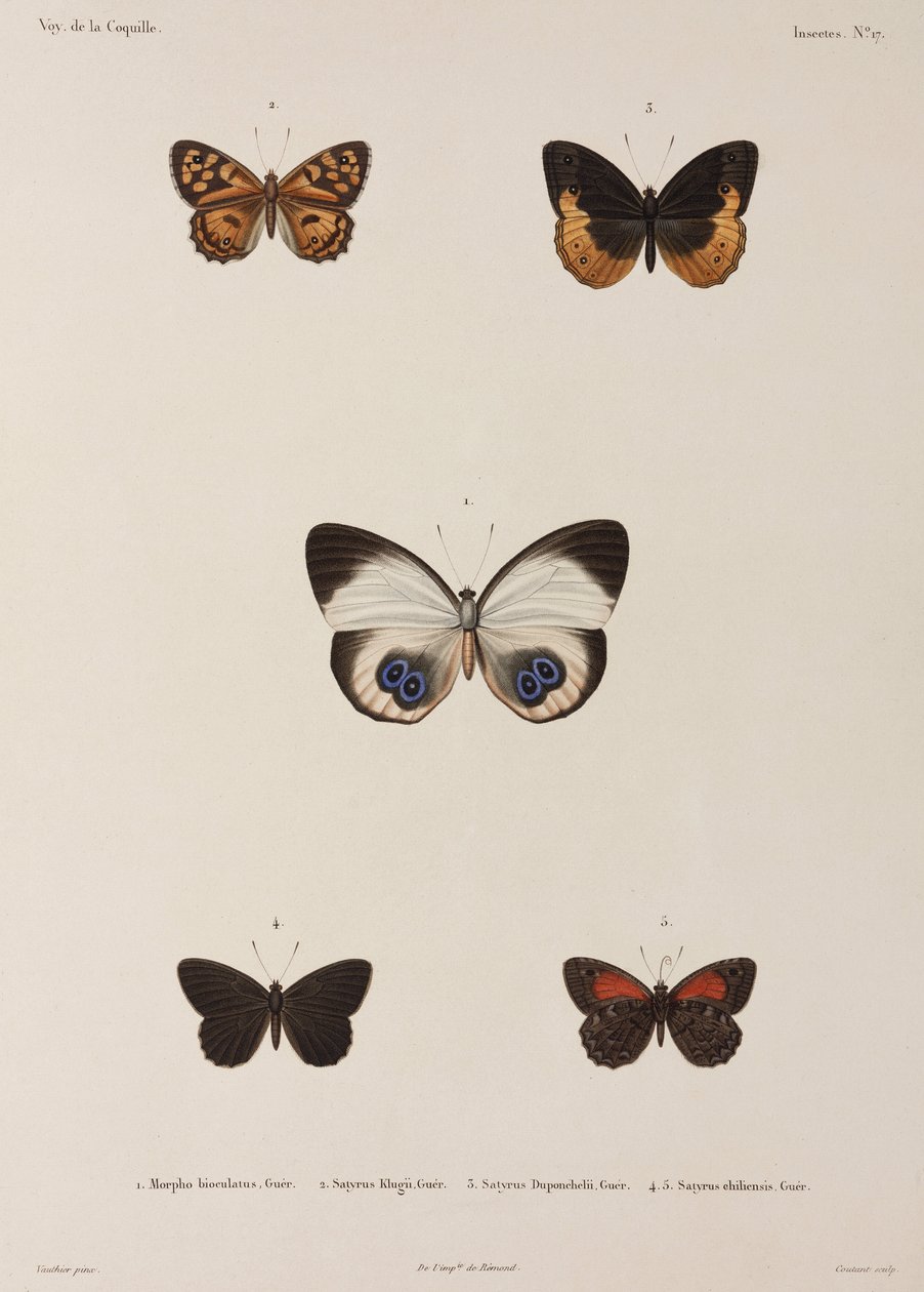 Five Butterflies, New Guinea by Unbekannt