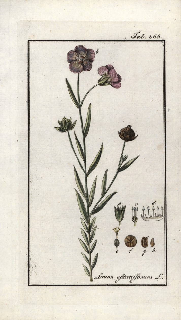 Flaxseed (Linum usitatissimum). Lithograph from 