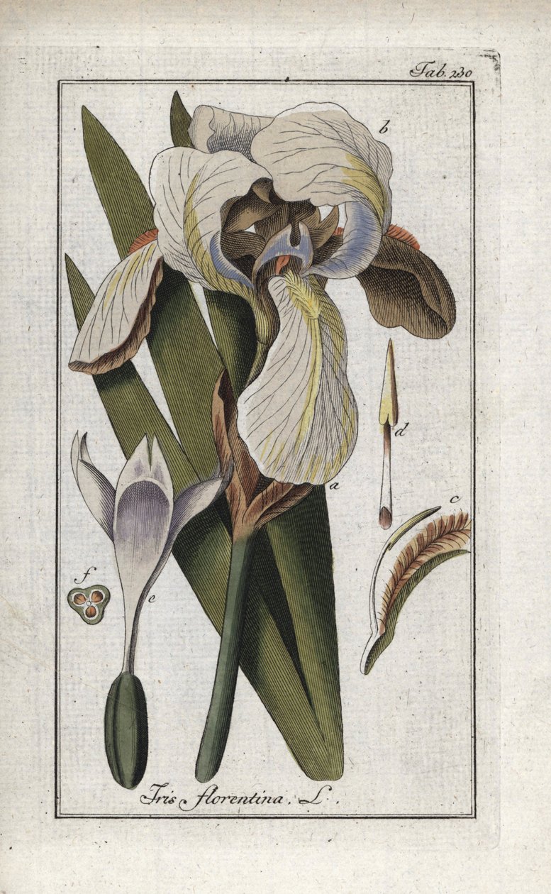 Florentine Iris or Florence Iris (Iris florentina). Lithograph from 