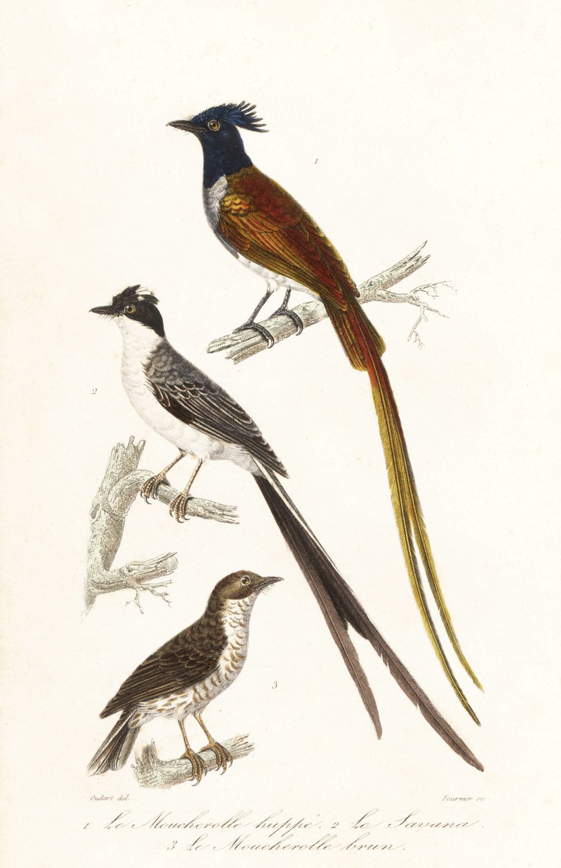 Flycatchers and Caribbean elaenia by Unbekannter Künstler