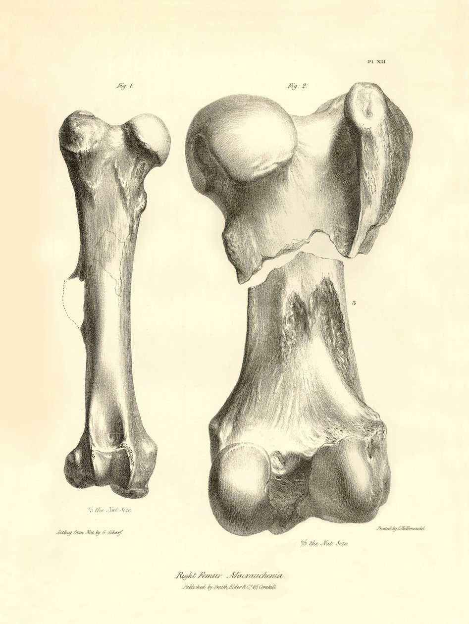 Fossil bones (femur) of the disappeared prehistoric animal Macrauchenia described by Charles Darwin during his expedition aboard the Beagle. Plate from 