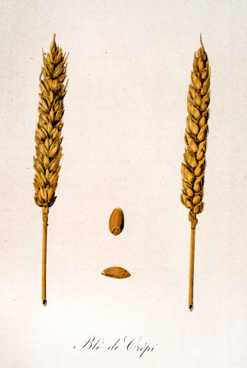 French 19th century illustration of ears of corn by Unbekannter Künstler