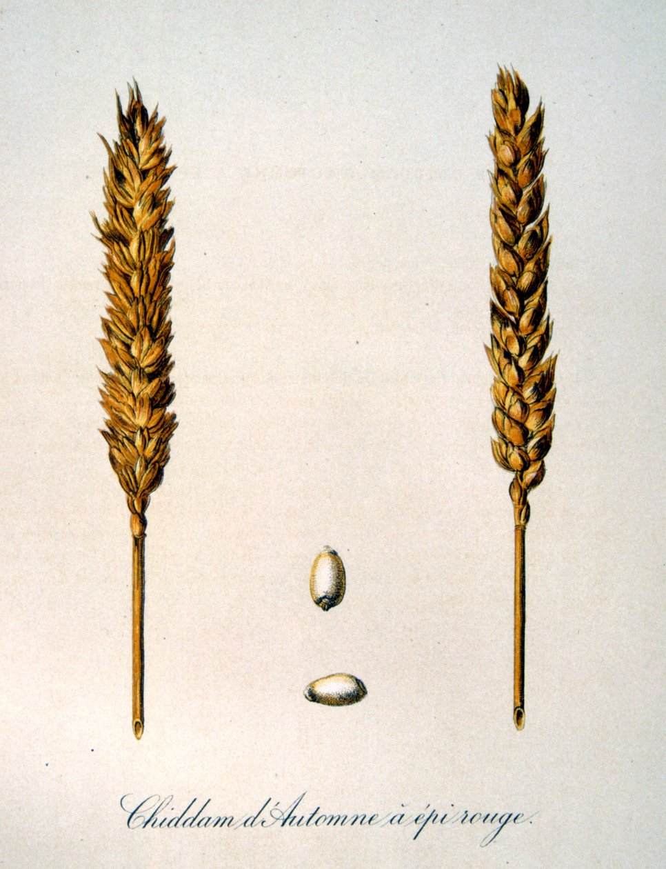 French 19th century illustration of ears of corn by Unbekannter Künstler