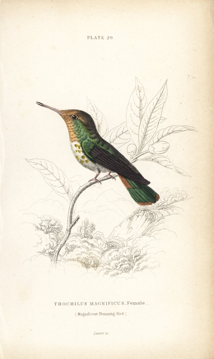 Frilled Coquette, Lophornis Magnificus, Female. Handcoloured Steel Engraving by William Lizars from Sir William Jardine