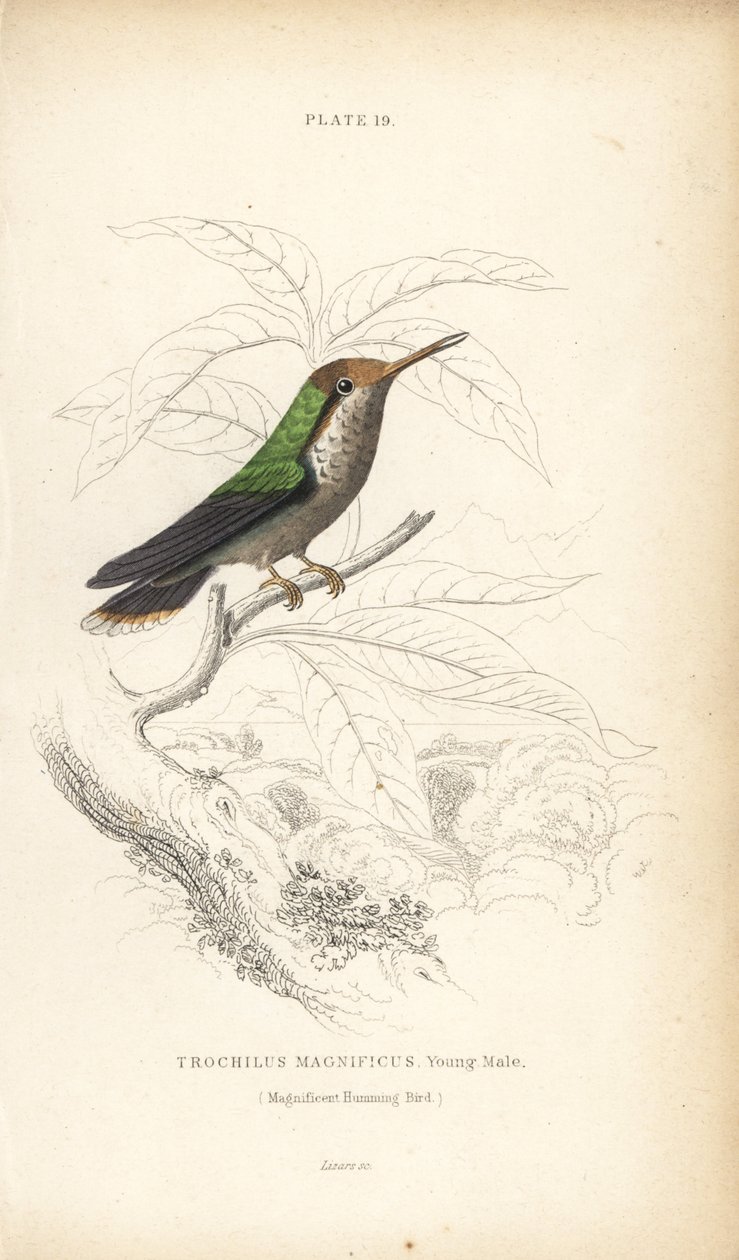 Frilled coquette, Lophornis magnificus, young male (Magnificent hummingbird, Trochilus magnificus). Handcoloured steel engraving from Sir William Jardine
