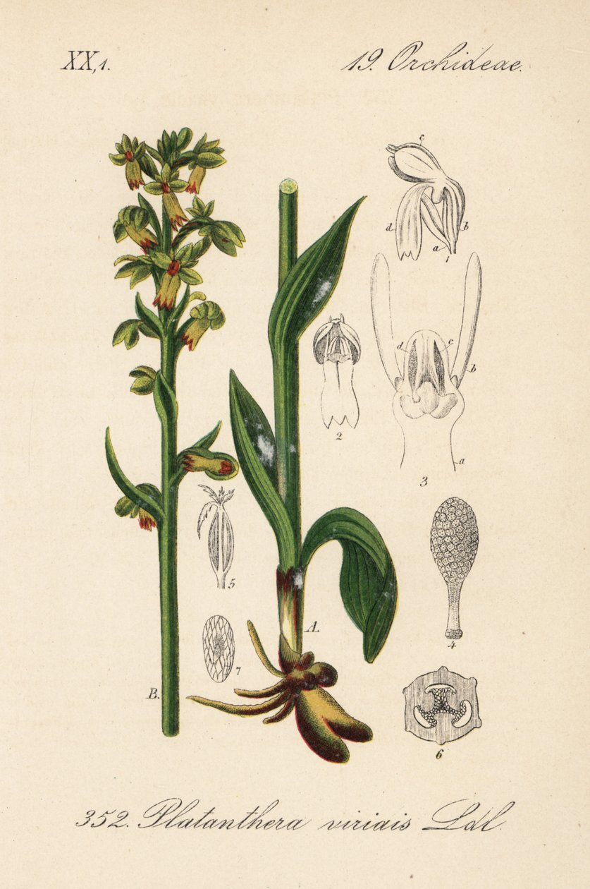 Frog orchid by Unbekannter Künstler