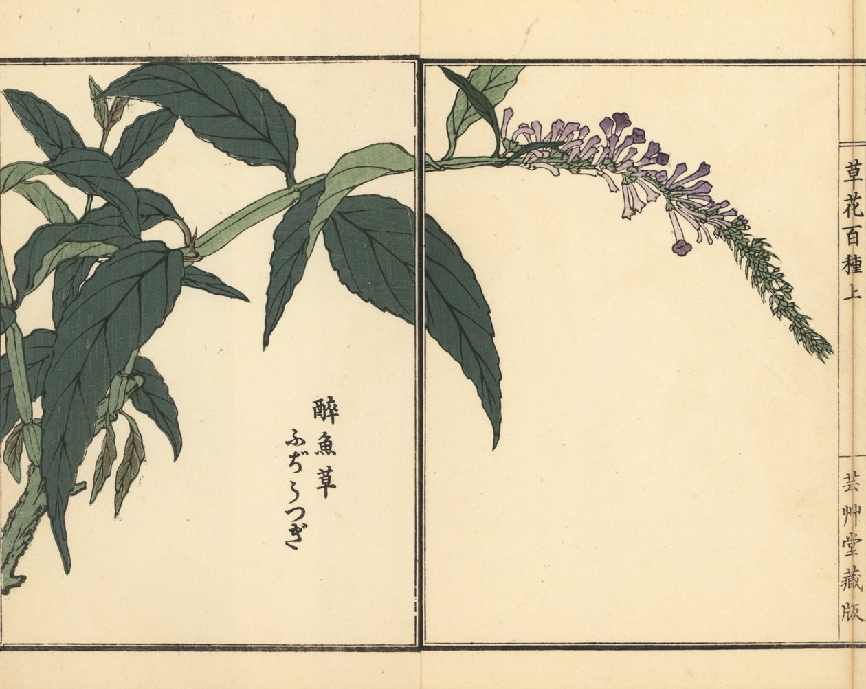 Fujiutsugi or Buddleia by Unbekannter Künstler