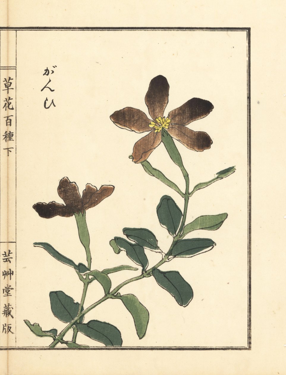 Ganpi or catchfly, Lychnis species (silene) Handcoloured woodblock print by Kono Bairei from Kusa Bana Hyakushu (One Hundred Varieties of Flowers) by Unbekannter Künstler