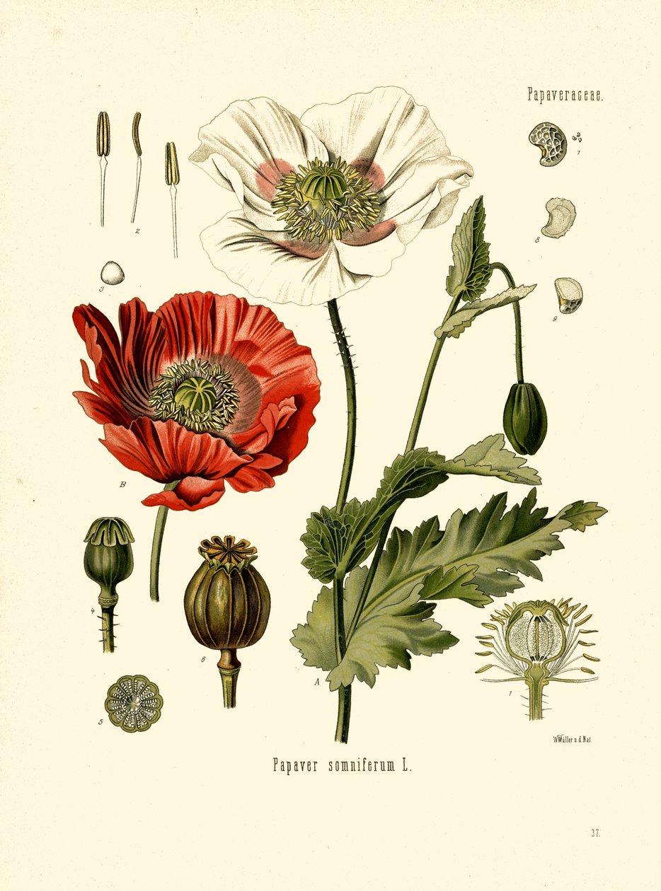 Garden Poppy by Unbekannter Künstler