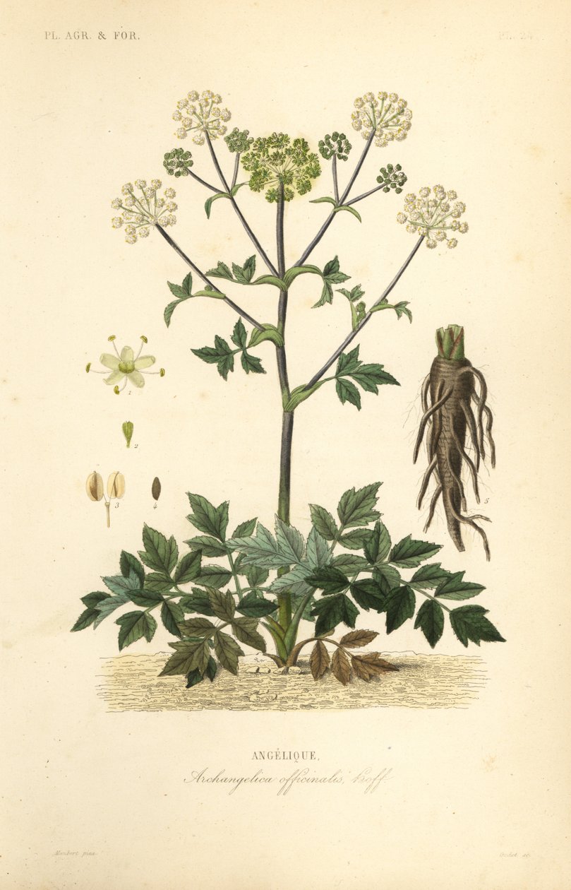 Garden angelica or wild celery, Angelica archangelica by Unbekannt