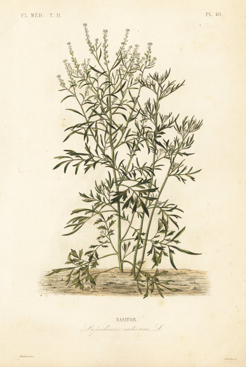 Garden cress, mustard and cress or pepperwort by Unbekannt