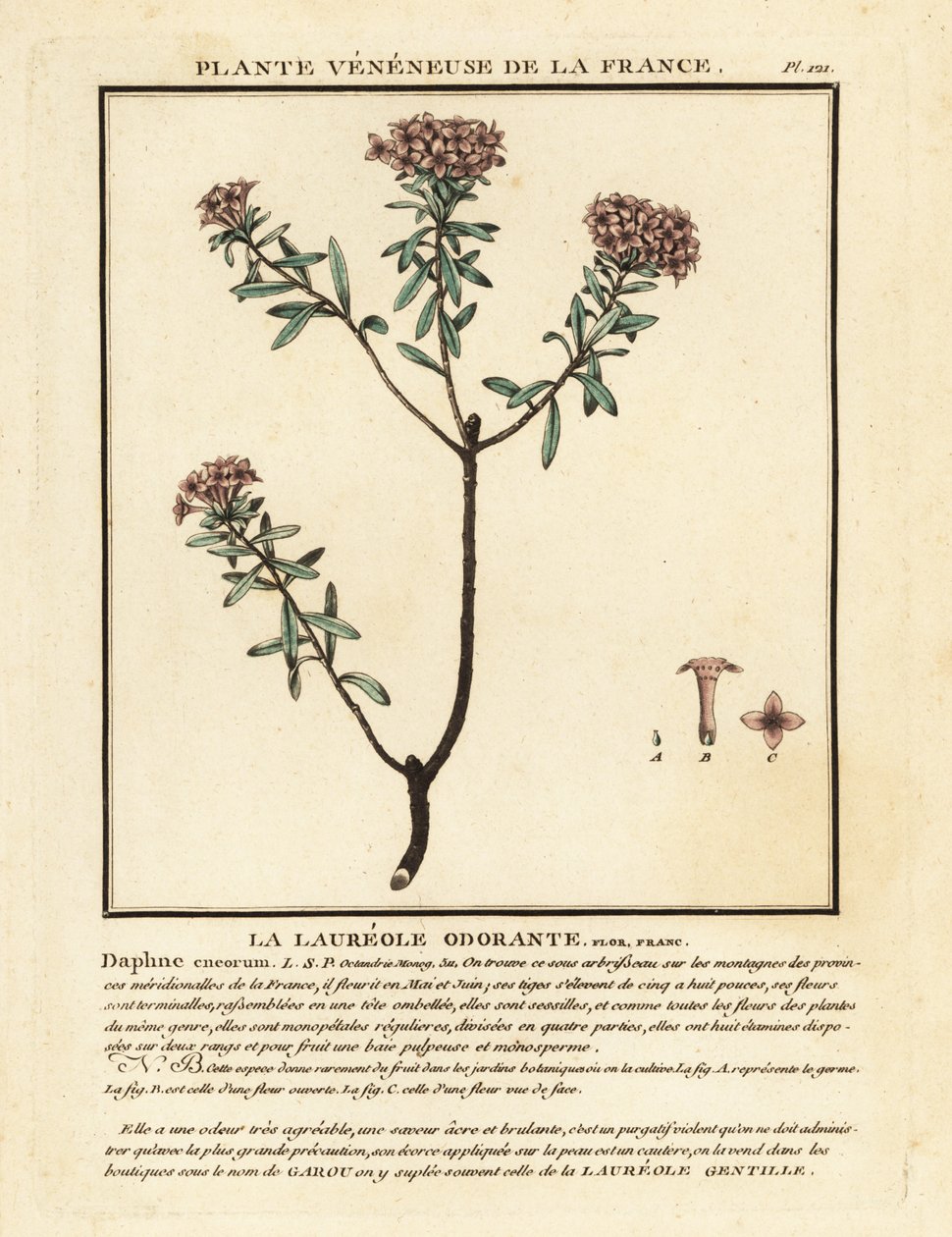 Garland flower, Daphne cneorum by Unbekannter Künstler