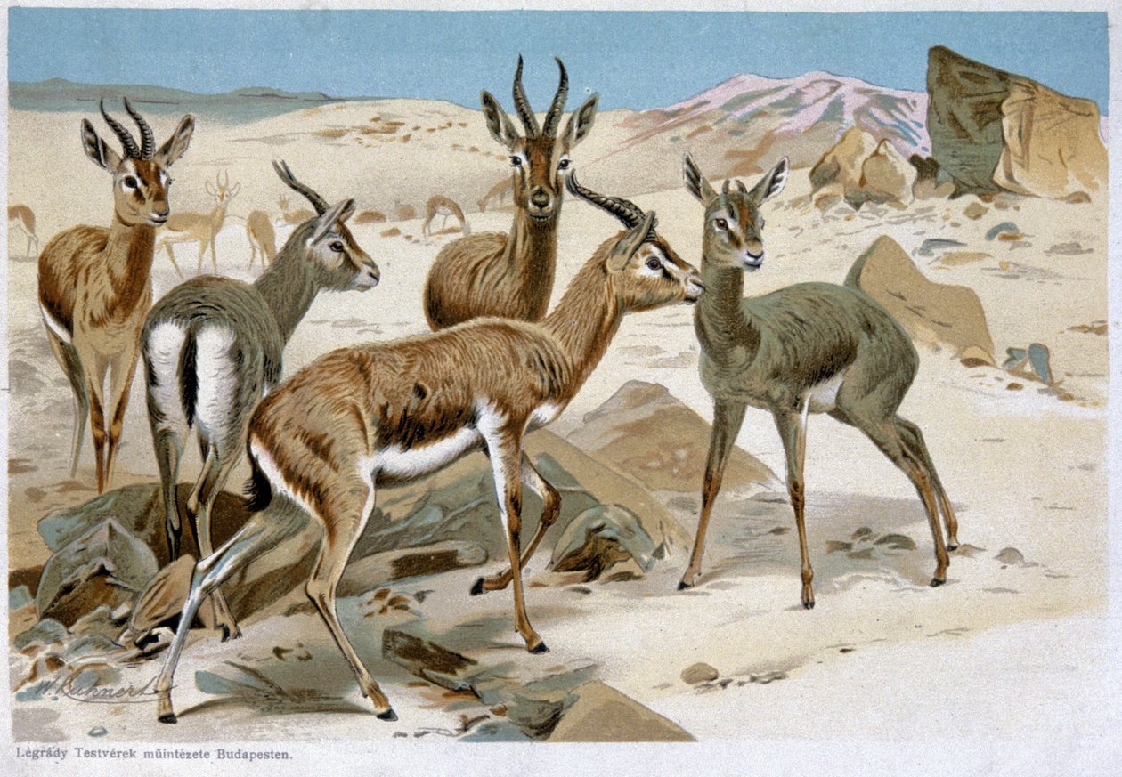 Gazelles, Early 20th Century by Unbekannter Künstler